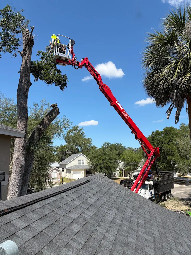 Tree Hunks — tree removal in Tampa Bay